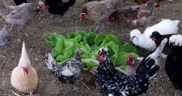 Different Types Chickens Chicks Eat Lettuce Organic Farm — Stock Video
