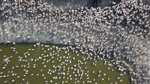 Pelicans Flock Feed Large Colony Pelicans — Stock Video