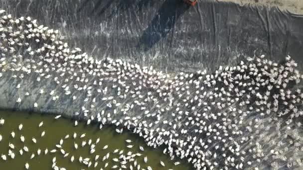 Pelicans Colony Feeding Large Water Reservoir Alienate Them Commercial Fish — стоковое видео