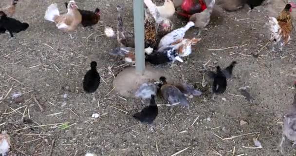 Different Types Chickens Chicks Eat Seeds Organic Farm — Αρχείο Βίντεο