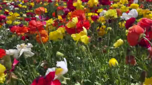 Hodowla Niezliczoną Ilością Tulipanów — Wideo stockowe
