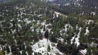 Safed forest covered in snow. Aerial View.