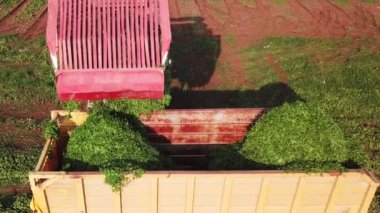 Agriculture machinery unloads freshly harvested herbs into a container located at a green agricultural field.