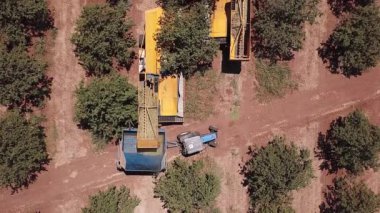 Almond tree shaker discharging fresh-picked Almonds onto a tractor-trailer. Top view.