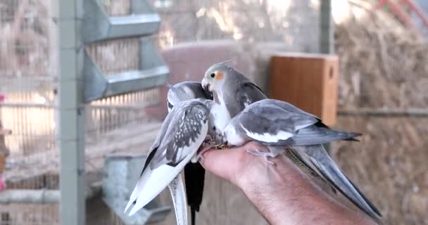 小鸟靠手吃饭 用手喂漂亮的鹦鹉 — 图库视频影像