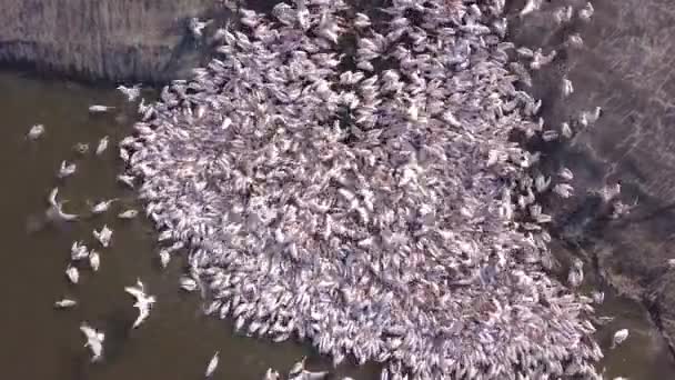 Pelicanen Komen Zich Voeden Grote Kolonie Pelicanen — Stockvideo