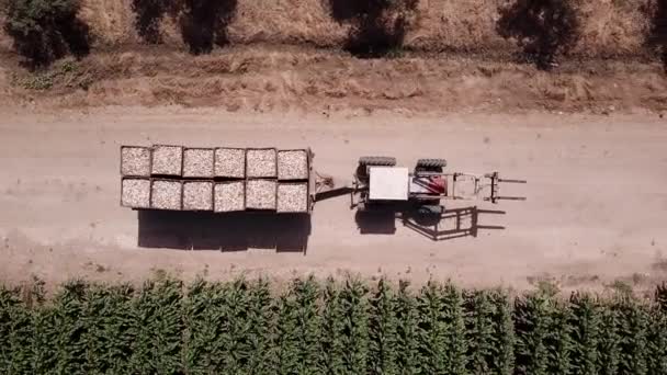 Zemědělským Polem Projíždí Tahač Naložený Čerstvým Syrovým Česnekem — Stock video