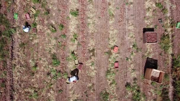 農家は土壌から赤玉ねぎを選び — ストック動画