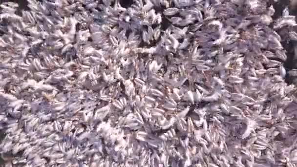 Пелікани Збираються Годування Велика Колонія Пеліканс — стокове відео