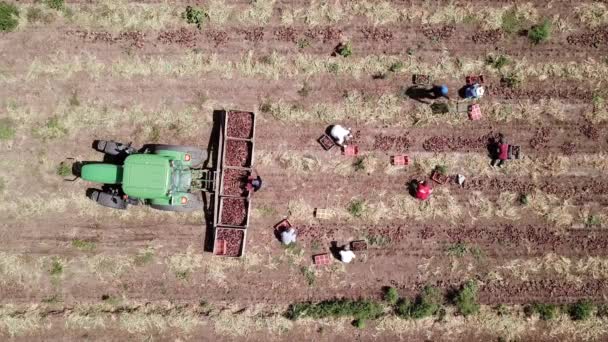 Manual Del Trabajador Agrícola Recogió Cebollas Rojas Campo Agrícola Vista — Vídeo de stock