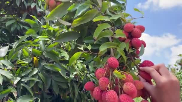 Lychee Fruit Boom Voor Het Plukken — Stockvideo