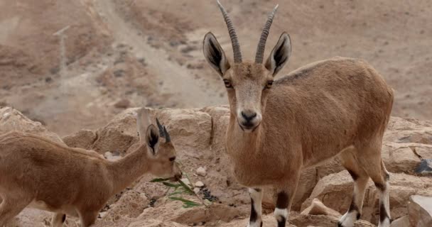 Два Горных Козла Едят Скале Пустыне — стоковое видео