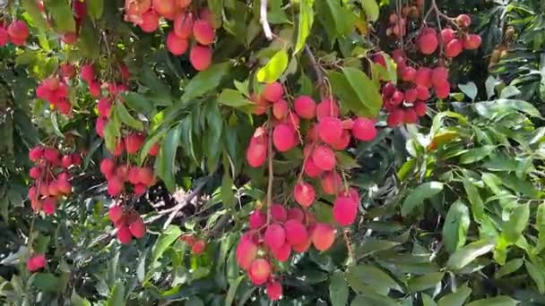 Lychee Fruit Boom Voor Het Plukken — Stockvideo