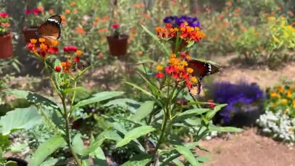 Mariposa Negra Naranja Que Vuela Lejos Flor Rosa Después Alimentarse — Vídeo de stock