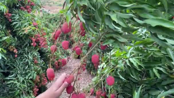 Lychee Fruta Árbol Para Recoger — Vídeo de stock