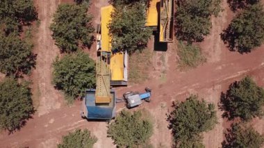 Almond tree shaker discharging fresh-picked Almonds onto a tractor-trailer. Top view.