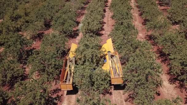 Raccoglitore Macchine Agricole Mandorli Funzionamento Delle Macchine Agricole — Video Stock