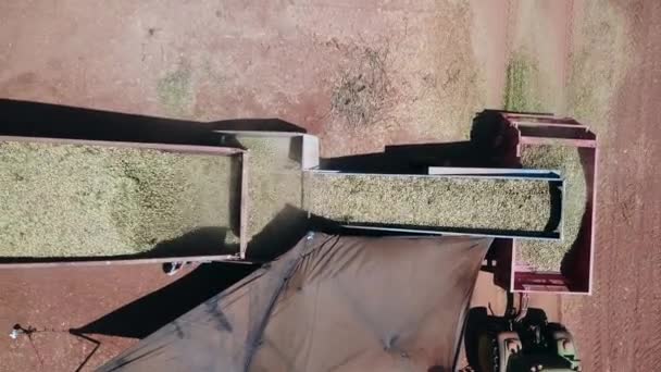 Kamyon Traktör Römorkuna Düşen Bir Taşıyıcı Bantta Taze Badem Boşaltıyor — Stok video