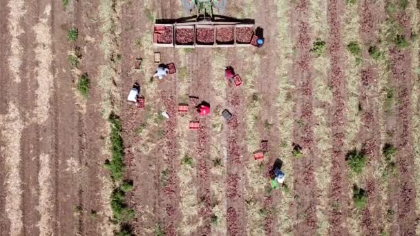 Farmworker Harvesting Red Onions Agriculture Field — Stockvideo