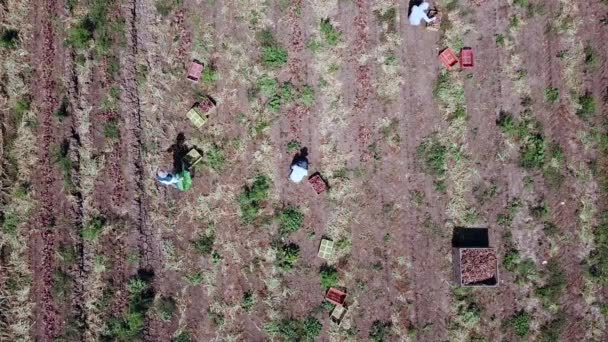 Farmářská Příručka Sbírala Červenou Cibuli Zemědělském Poli Letecký Pohled — Stock video