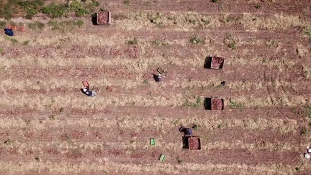 Bruksarbetare Handplockade Röda Lökar Ett Jordbruksfält Flygbild — Stockvideo
