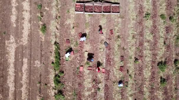 Manual Farmworker Escolheu Cebolas Vermelhas Campo Agricultura Vista Aérea — Vídeo de Stock