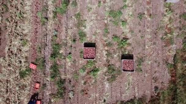 農場労働者のマニュアルは農業分野でレッド 玉ねぎを選んだ 空中風景 — ストック動画