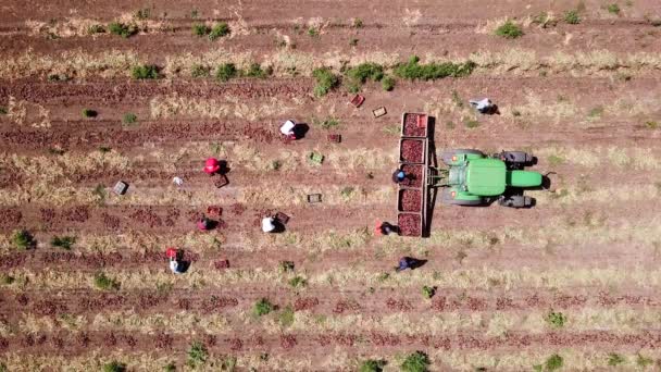 Farmworker Manual Picked Red Onions Agriculture Field — Stockvideo