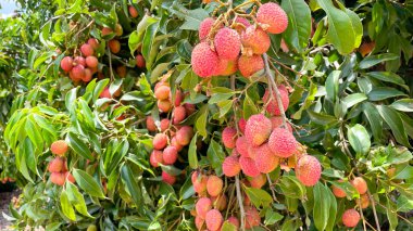 Ağaçtaki likör meyveleri toplamak için..