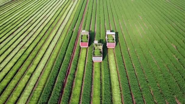 Petrezselyemnövény Három Mezőgazdasági Gép Betakarítja Fűszernövényeket Egy Zöld Mezőgazdasági Területen — Stock videók