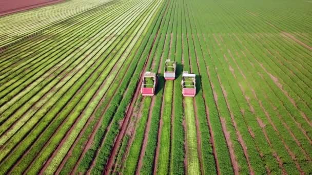 Pietruszka Trzy Maszyny Rolnicze Zbierające Zioła Zielonym Polu Rolniczym Kombajn — Wideo stockowe