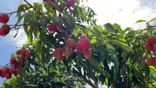 Lychee Fruit Aan Boom Voor Het Plukken Rijpe Lychees Fruit — Stockvideo