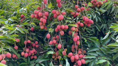 Ağaçtaki likör meyveleri toplamak için..
