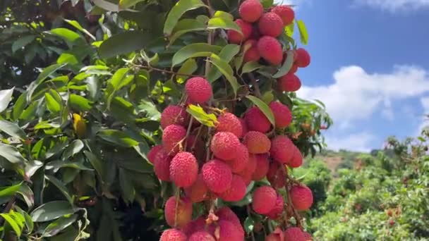 Fruto Lichi Árbol Para Recoger Los Lichis Maduros Fruta Árbol — Vídeo de stock