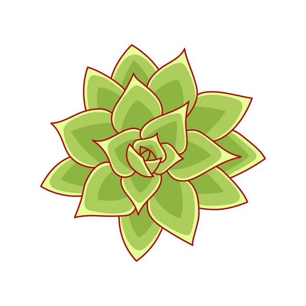 Suckulent echeveria agavoides i tecknad stil. Ökenblommans gröna ros. Hus växt för tryck och design. Vektor illustration, isolerat element på en vit bakgrunds — Stock vektor