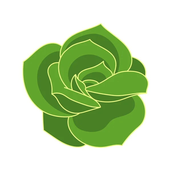 Suculenta echeveria Preciosa Rosa en estilo de dibujos animados. Rosa verde flor del desierto. Casa planta para impresión y diseño. Ilustración vectorial, elemento aislado en un suelo de baquera blanco — Archivo Imágenes Vectoriales