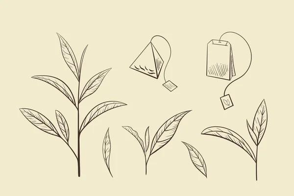 Листя зеленого чаю, Векторні ілюстрації. Ізольовані елементи залишають чайне дерево на бежевому фоні. Ручний ескіз у вінтажному стилі для друку та дизайну. Органічна природа трави контур, екологічно здорова їжа — стоковий вектор
