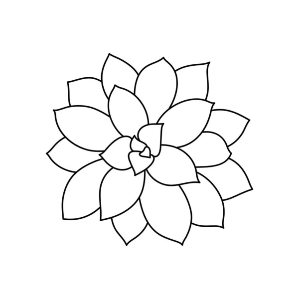 Succulent Echeveria Doodle Style Vector Illustration Desert Flower Print Design — Stock Vector
