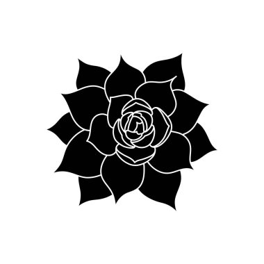 Basit bir şekilde sulu echeveria, vektör illüstrasyonu. Baskı ve tasarım için çöl çiçeği. Siluet Meksika bitkisi, beyaz arka planda görsel olarak izole edilmiş element. Dekorasyon için ev bitkisi