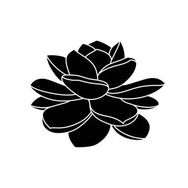 Basit bir şekilde sulu echeveria, vektör illüstrasyonu. Baskı ve tasarım için çöl çiçeği. Siluet Meksika bitkisi, beyaz arka planda görsel olarak izole edilmiş element. Dekorasyon için ev bitkisi