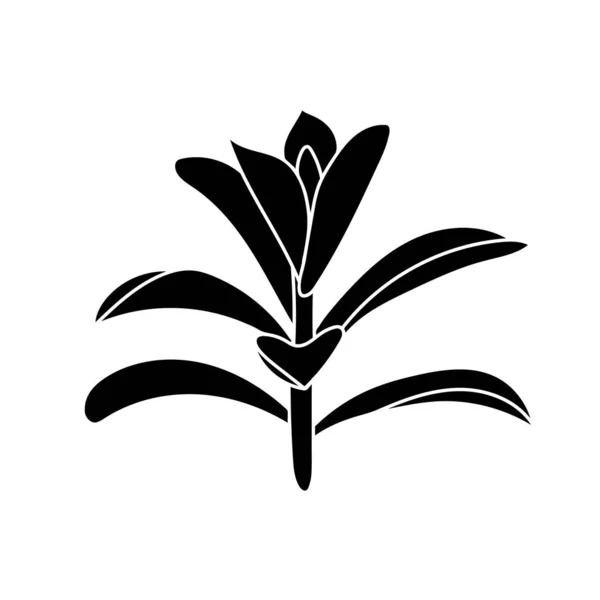 Sukkulente Crassula in einfachem Stil, Vektorillustration. Wüstenblume für Druck und Design. Silhouette mexikanische Pflanze, grafisches isoliertes Element auf weißem Hintergrund. Zimmerpflanze für den Dekorationsbereich — Stockvektor