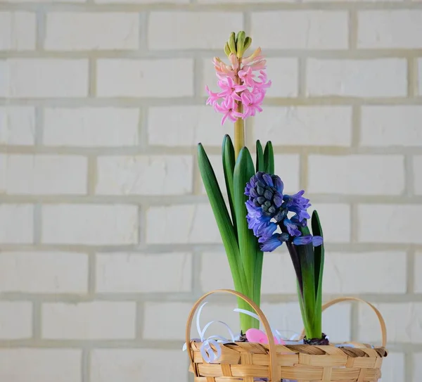 後ろのレンガの壁に向かって光の背景にウィッカーバスケットにピンクと紫のヒヤシンス バレンタインデーと3月8日のコンセプトは 恋人のための花 夫婦としての花 ロイヤリティフリーのストック写真