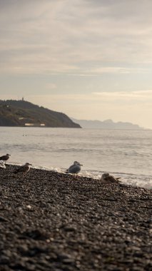 Sahilde Köpüklü Dalgalar ve Martılar, doğal arka plan.