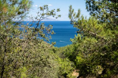 Yeşil bir çam iğnesinin yakın plan fotoğrafı. Dalların sonunda küçük çam kozalakları. Arka planda bulanık çam iğneleri
