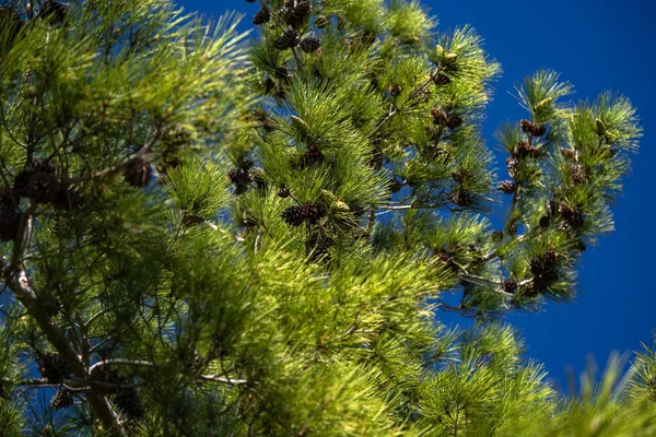 Close up photo of a green pine needle. Small pine cones at the end of the branches. Blurry pine needles in the background