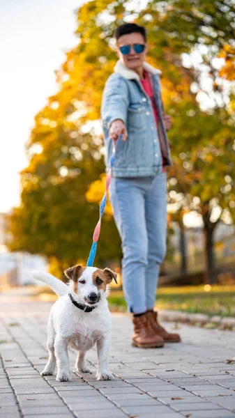 Jack Russell Zieht Die Leine Frau Geht Mit Hund Herbstpark — Stockfoto