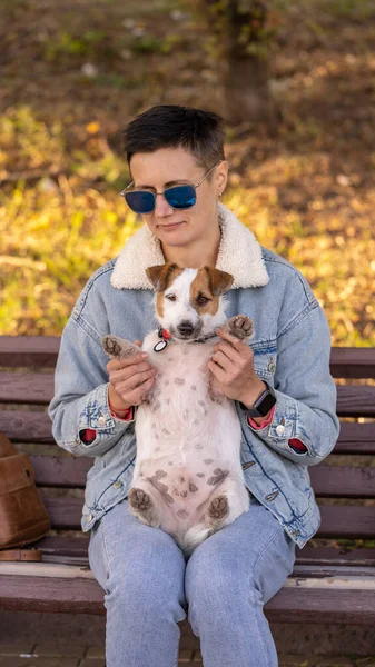 Lustiger Fat Jack Russell Terrier Frau Sitzt Auf Bank Und — Stockfoto