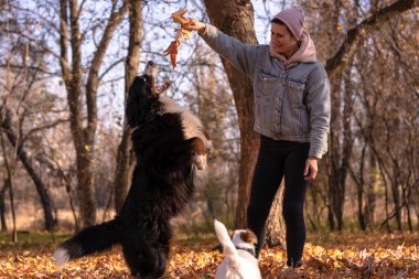 Woman walk with dogs in the autumn park. Jack Russell terrier and Bernese mountain dog play outdoors