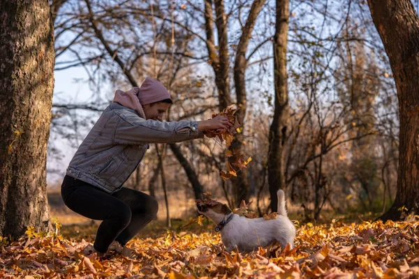 Woman walk with dog in the autumn park. Happy Jack Russell terrier play outdoors