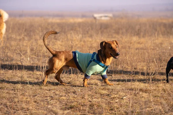 Cute Dressed Dog Walking Autumn Park — Stockfoto